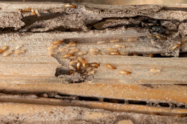 Best Spider Control Near Me  in George Mason, VA